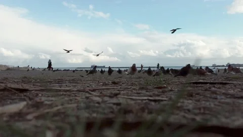 Drone with pigeons. Video stock 175067710