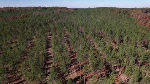 DRONE PINE FOREST 4K 動画素材 327092119