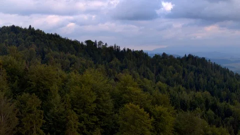 Drone of a pine forest in the evening 4k HDR H264 Stock Footage 88273124