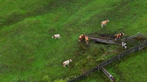 Drone Pivoting Around Grazing Cows in Bucovina Stock Footage 290973016