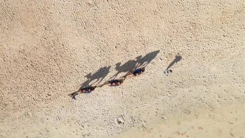 Drone point of view at camels in the steppe Stock Footage 311935775