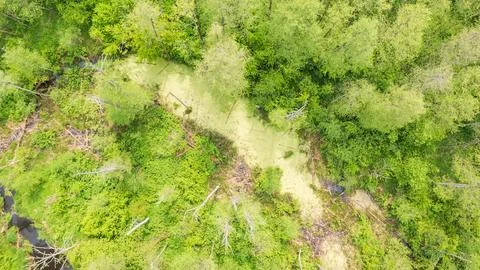 Drone point of view of forest pond with dead tree still standing around and d Stock Photos