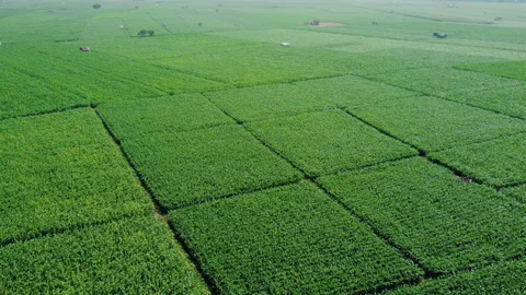 Drone Point of View green corn field landscape Stock Footage 155215621