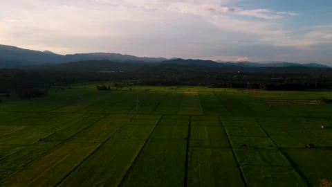 Drone Point of View green rice agricultural fields Stock Footage 162941918