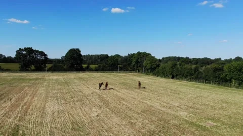 Drone point of view of horses running in meadow during cloudy summer day. Wild Stock Footage 132059209