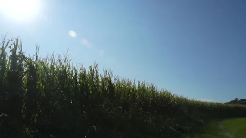 Drone Point of View Panning a Cornfiled Video stock 269680502