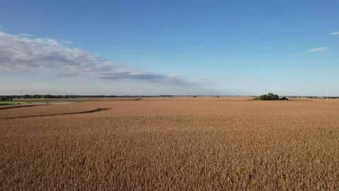 Drone Point of View Panning a Cornfiled Video stock 274306742