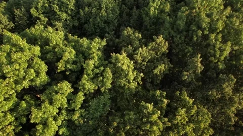 Drone Point of View Rising Directly Above Treetops Directly Below Video stock 311085377