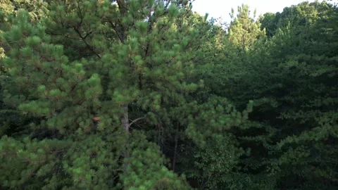 Drone Point of View Rising up to the Tree Tops in a Forest Video stock 311085391