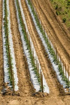 Drone Point of View of Rows of Tomato Plants in a Farm Field Stock Photos