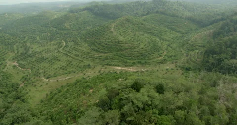 Drone point of view of Sime Darby Plantation, Malaysia Stock-Footage 141433550