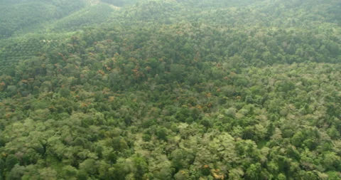 Drone point of view of Sime Darby Plantation, Malaysia Video stock 141433617