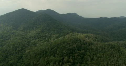 Drone point of view of Sime Darby Plantation, Malaysia Stock-Footage 141433643
