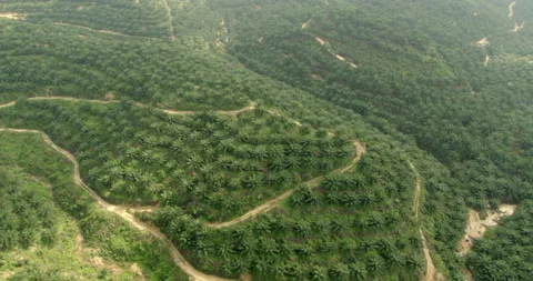 Drone point of view of Sime Darby Plantation, Malaysia Vídeos de archivo 141433742