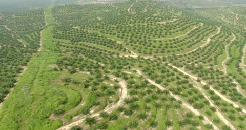 Drone point of view of Sime Darby Plantation, Malaysia Video stock 141433778