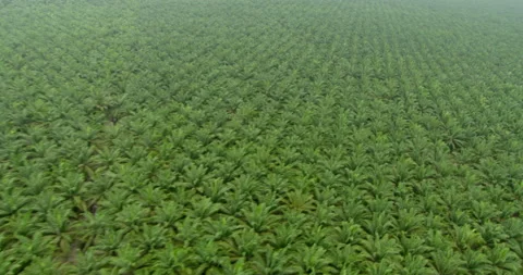 Drone point of view of Sime Darby Plantation, Malaysia Video stock 141433878