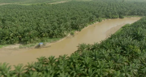 Drone point of view of Sime Darby Plantation, Malaysia Stock Footage 141433943