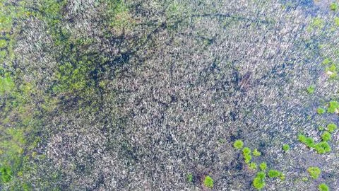 Drone point of view of springtime flooding meadow nearby Hajnowka, Podlaskie  Stock Photos