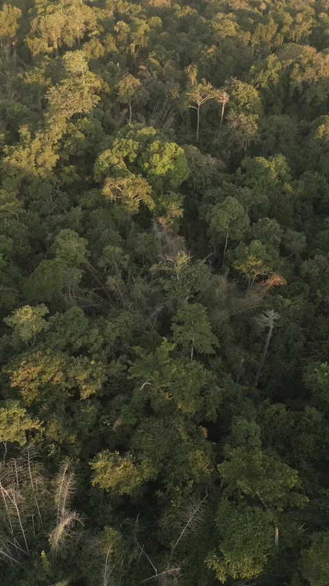 Drone point of view of wild jungle Stock Footage 321049728