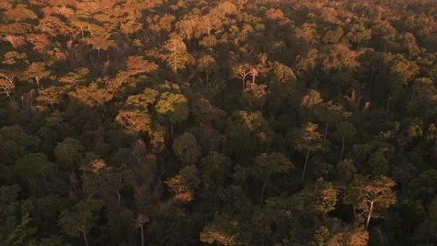 Drone point of view of wild jungle Stock Footage 321050087