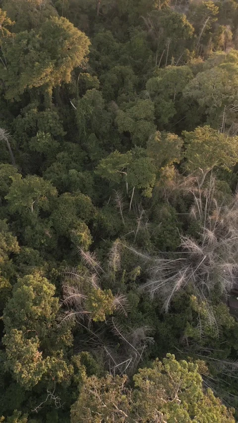 Drone point of view of wild jungle Stock Footage 321050498