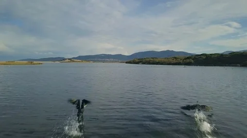 Drone on a pond with birds Stock Footage 94523530