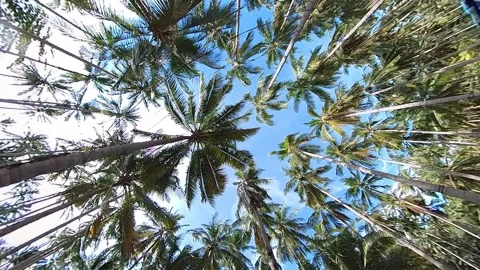 Drone POV Fly through windy coconut trees with blue sky 100fps slow motion Stock Footage 269381109