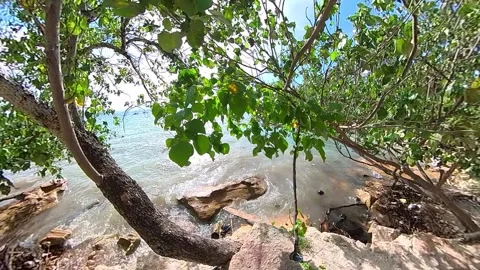 Drone POV Fly to waves splashes beach water through tree 100fps slowmotion Stock-Footage 269334991