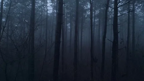 Drone POV flying through dark mysterious pine forest in thick fog Video stock 332051940