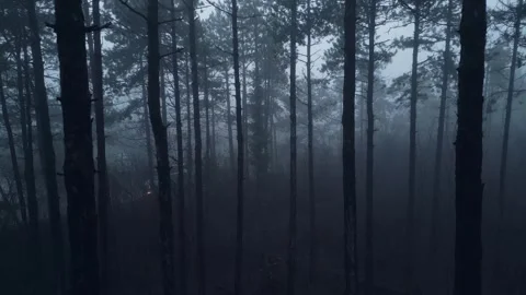 Drone POV flying through dark mysterious pine forest in thick fog Vidéo 332051968