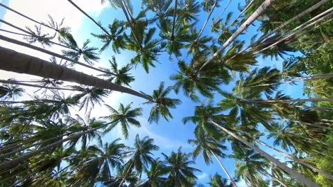 Drone POV Flying through windy coconut trees with blue sky 4k 30fps Stock-Footage 269395218