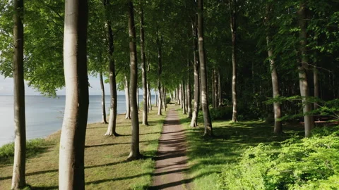 Drone POV Through The Forest Stock Footage 244859086