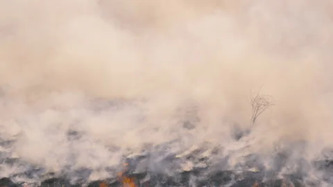 Drone POV of a Wildfire devouring and leaving nothing but scorched earth. Stock Footage 200006018
