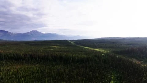 Drone of Power Lines through Spruce Forest 動画素材 294609422