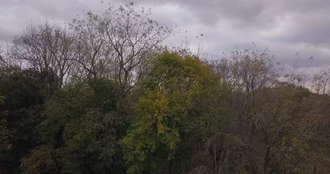 Drone pre fall trees horizon Stock Footage 97822532