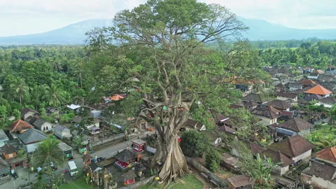 Drone Pull-Away from a Bayan Ancient Tree, revealing rural landscape in Bali Stock Footage 346798962