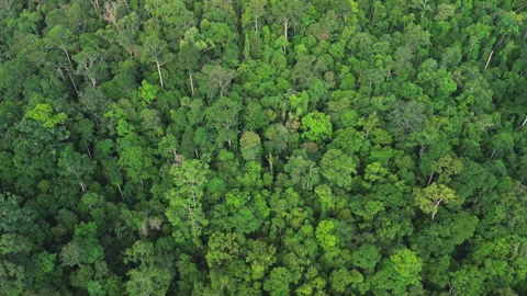 Drone Pull Away Revealing Primary Rainforest Canopy Near Taman Negara Видео 342780377