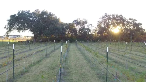 Drone Pull Back Down Trough Row of Winery Vines at Sunrise Stock Footage 69997805
