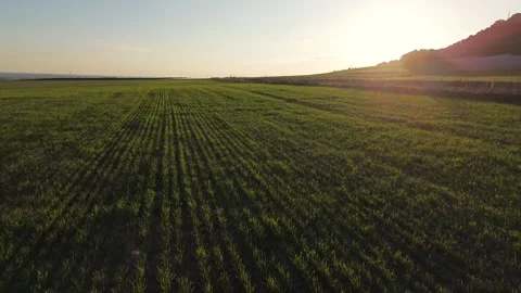 Drone Pull Back Over Green Wheat Field at Sunset – Young Crop Vidéo 330587174