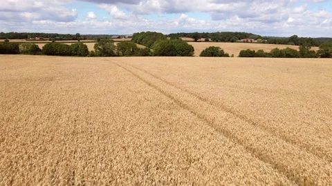 Drone Pull-Back Over Wheat Fields and Woods 動画素材 137066137