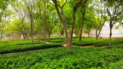 Drone Pull Back Reveal of Green Tree Nursery with Saplings Under Forest Cano Stock Footage 338065632