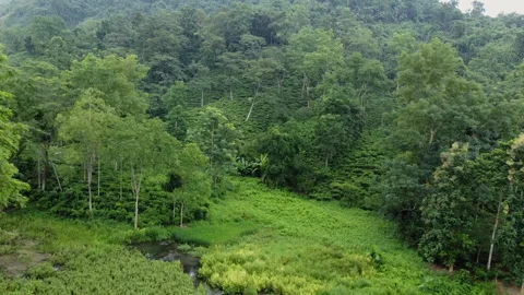 Drone Pull Back Reveal Wide Tea Garden Hills Dimapur Nagaland Stock Footage 346754768
