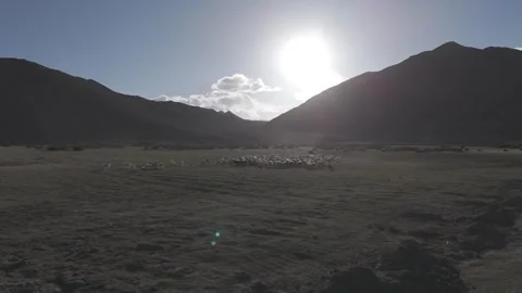 Drone Pull Out Over Ladakh Road with Sheep Grazing and Dramatic Mountain Valley Vídeos de archivo 335761649