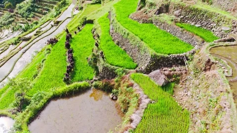 Drone pullback Batad rice terraces green and brown fields November Video stock 334090107