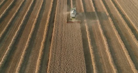 Drone Pullback of Combine Harvester Reaping Wheat in Dutch Countryside Stock Footage 340885870