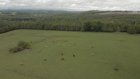 Drone pullback from cows, quebec farmland in spring, 4k Stock Footage 91153895