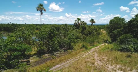 Drone pullback descent above buriti wetland track near Arinos Minas Gerais Stock Footage 334968647