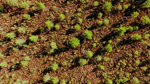 Drone Pullback Over Bog Landscape Top Down With Warm Evening Sun And Rotation Stock Footage 334734774