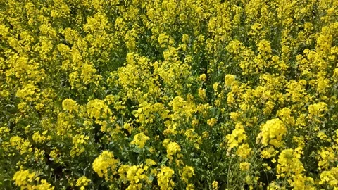 Drone Pullback Over Canola Flower Fields Japan Cinematic Spring Reveal Vídeo Stock 336718596