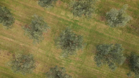 Drone Pullback Over Mediterranean Olive Farm Video stock 331715211